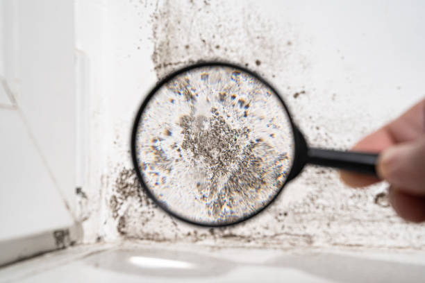 Forensic Mold Investigation in Round Rock, TX